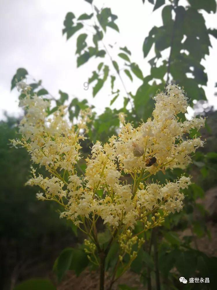 战锤：末世鼠疫2
